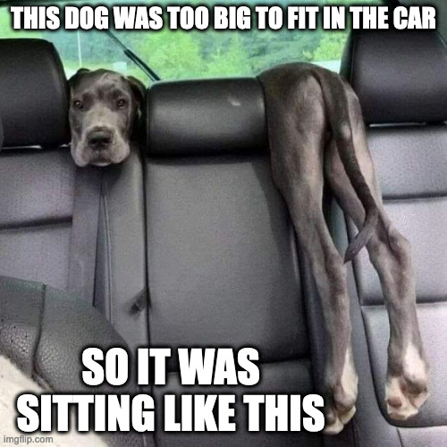 Large Dog in Car | THIS DOG WAS TOO BIG TO FIT IN THE CAR; SO IT WAS SITTING LIKE THIS | image tagged in dogs,car,memes | made w/ Imgflip meme maker
