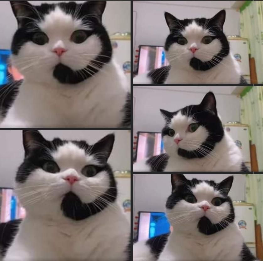 XALL CENTER CAT 5 PANEL Blank Meme Template