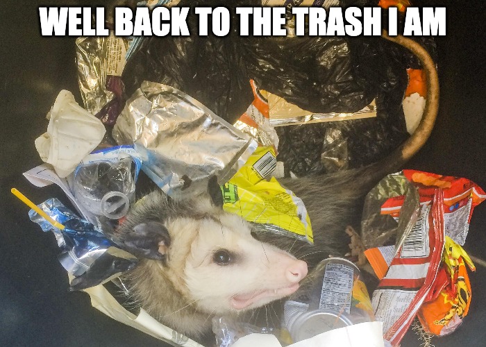 Think you can hurt me? You can... | WELL BACK TO THE TRASH I AM | image tagged in opposum,depression | made w/ Imgflip meme maker