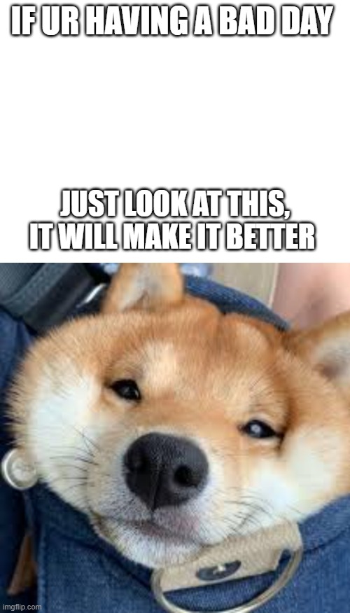 Looking at it will make ur day better :) | IF UR HAVING A BAD DAY; JUST LOOK AT THIS, IT WILL MAKE IT BETTER | image tagged in doge | made w/ Imgflip meme maker