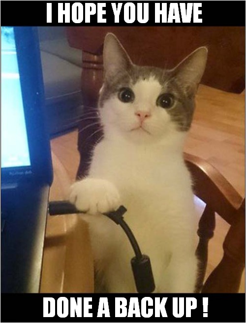 Cat Threatens To Unplug Computer ! | I HOPE YOU HAVE; DONE A BACK UP ! | image tagged in cats,evil,computer,back up | made w/ Imgflip meme maker