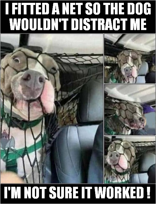 It Seemed Like A Good Idea ! | I FITTED A NET SO THE DOG
WOULDN'T DISTRACT ME; I'M NOT SURE IT WORKED ! | image tagged in dogs,netting,distraction,failed | made w/ Imgflip meme maker