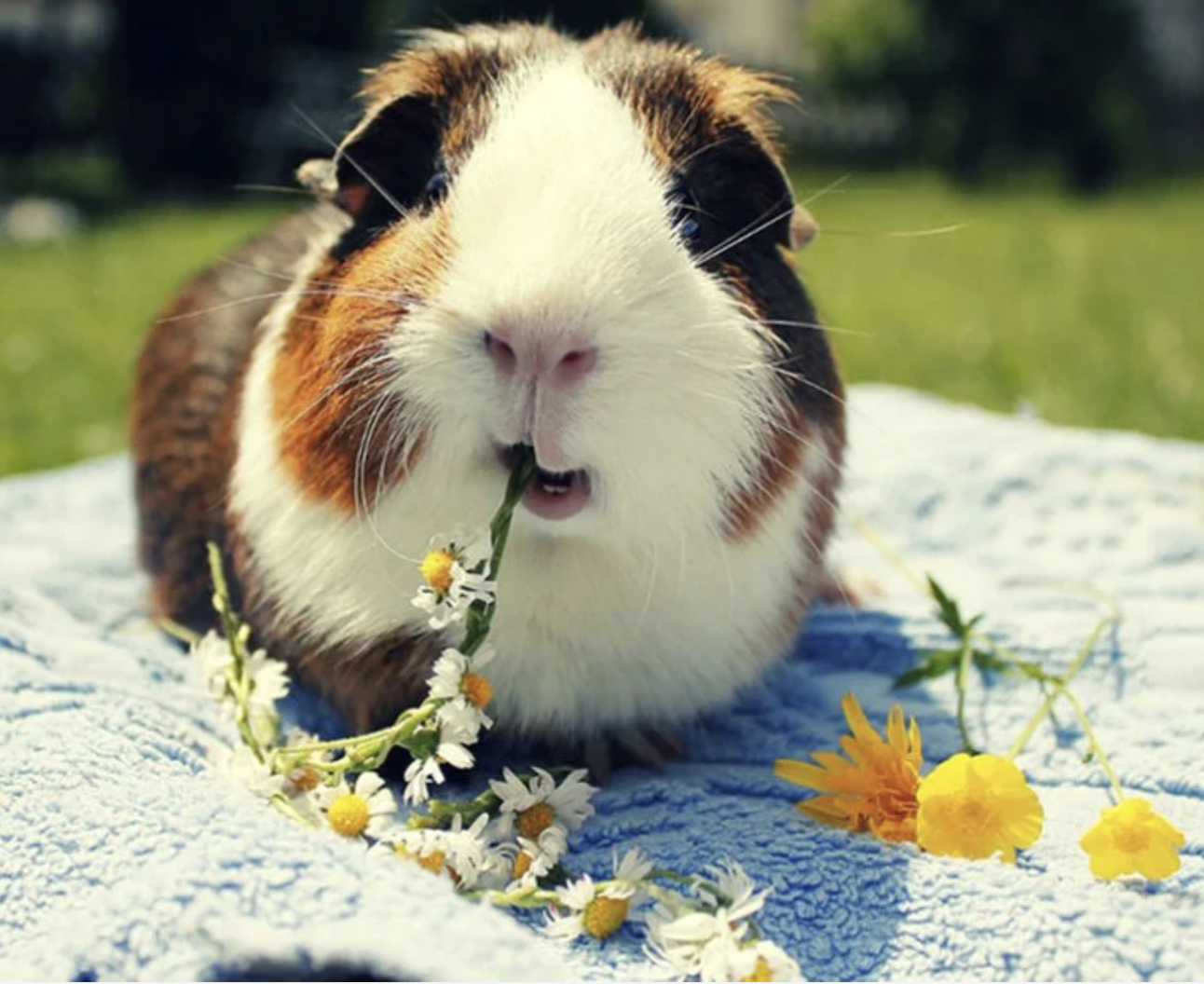 Guinea Pig eating flowers Blank Meme Template