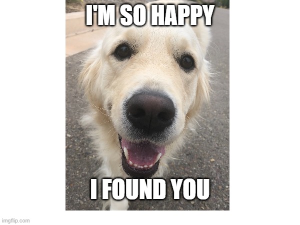 So Happy Found You | I'M SO HAPPY; I FOUND YOU | image tagged in happy,golden retriever,happy dog,found,searching | made w/ Imgflip meme maker
