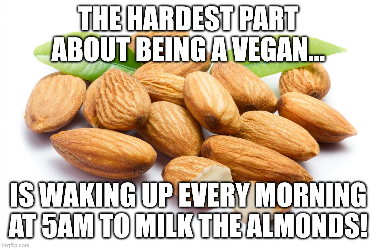 It's time to Milk the Almonds... | THE HARDEST PART ABOUT BEING A VEGAN... IS WAKING UP EVERY MORNING AT 5AM TO MILK THE ALMONDS! | image tagged in almonds,funny memes,morning,hard part | made w/ Imgflip meme maker