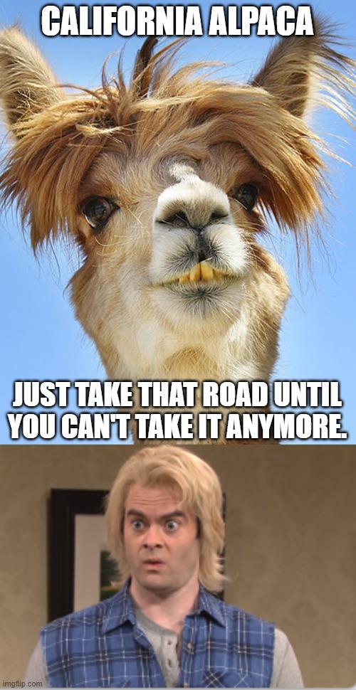 THE CALIFORFFA | CALIFORNIA ALPACA; JUST TAKE THAT ROAD UNTIL YOU CAN'T TAKE IT ANYMORE. | image tagged in alpaca,funny,memes | made w/ Imgflip meme maker