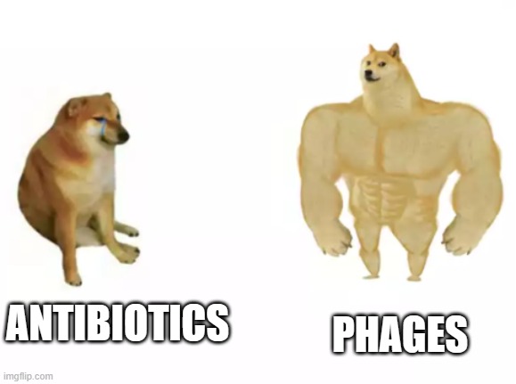 Antibiotics vs phages | PHAGES; ANTIBIOTICS | image tagged in buff doge vs cheems reversed,biology,pharmacy | made w/ Imgflip meme maker