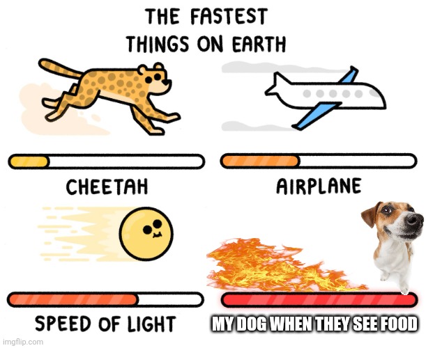 Fastest thing on earth | MY DOG WHEN THEY SEE FOOD | image tagged in fastest thing on earth | made w/ Imgflip meme maker