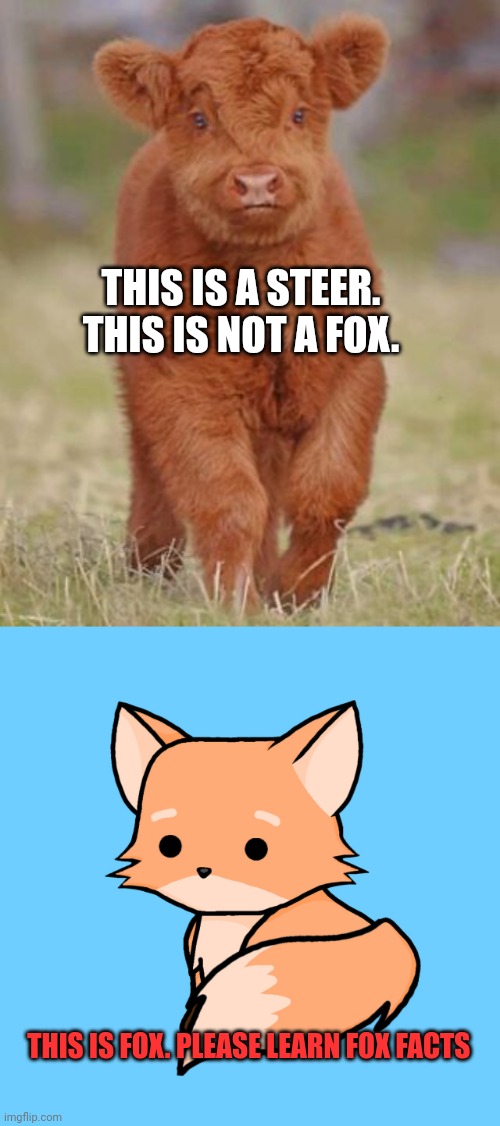 Important fox facts | THIS IS A STEER. THIS IS NOT A FOX. THIS IS FOX. PLEASE LEARN FOX FACTS | image tagged in important,fox,facts | made w/ Imgflip meme maker