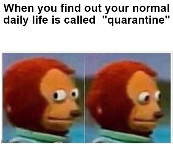 Introverts | When you find out your normal daily life is called  "quarantine" | image tagged in memes,monkey puppet,introverts,fun | made w/ Imgflip meme maker