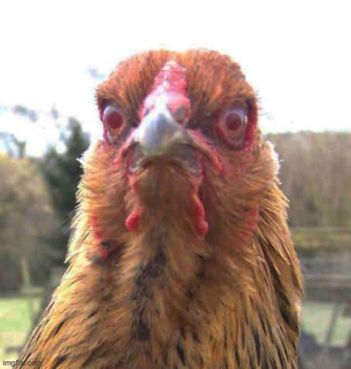 revenge chicken | image tagged in revenge chicken | made w/ Imgflip meme maker