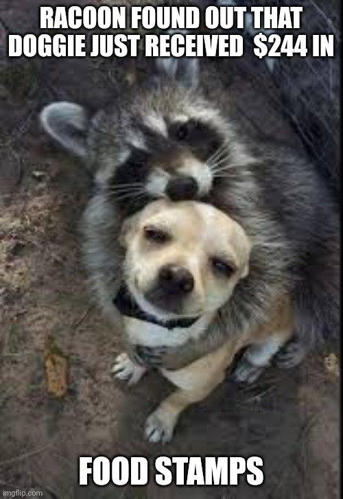 Woot, Der it is! | RACOON FOUND OUT THAT DOGGIE JUST RECEIVED  $244 IN; FOOD STAMPS | image tagged in dog | made w/ Imgflip meme maker