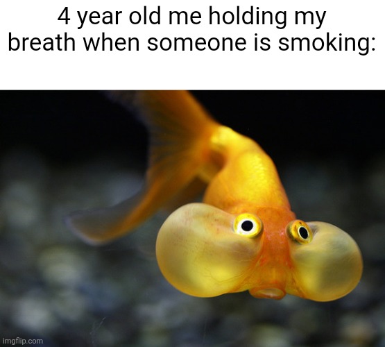Frfr | 4 year old me holding my breath when someone is smoking: | image tagged in hold your breath goldfish | made w/ Imgflip meme maker