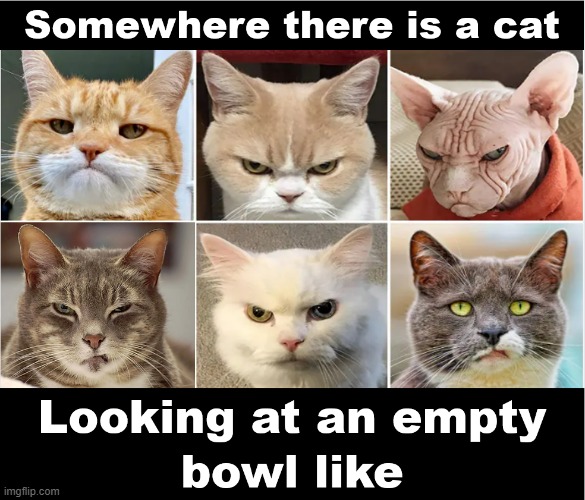 Feed Me Human | image tagged in grumpy cat,cats,warrior cats,crying cat,feed me | made w/ Imgflip meme maker