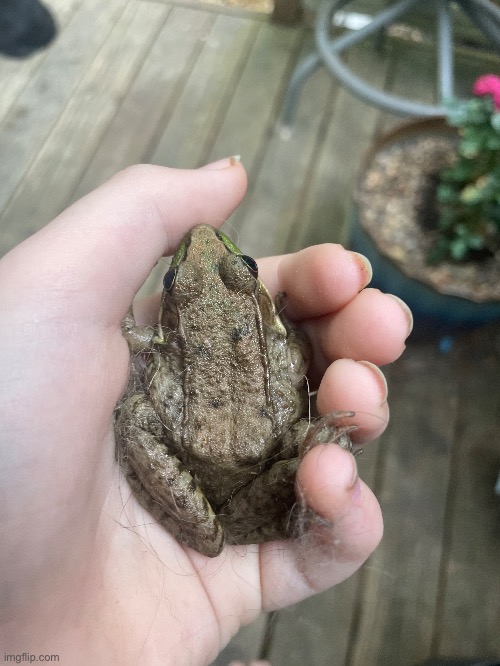 A juvenile bullfrog broke into my house so I had to catch him and release him | image tagged in i took,10 minutes,chasing,this boi,around my house,photography | made w/ Imgflip meme maker