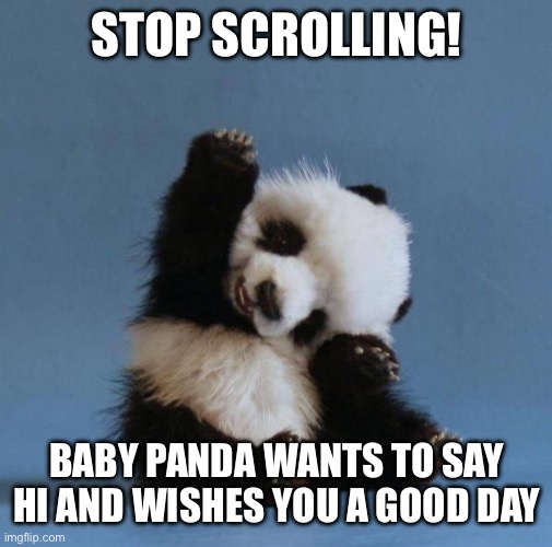 :) | STOP SCROLLING! BABY PANDA WANTS TO SAY HI AND WISHES YOU A GOOD DAY | image tagged in panda | made w/ Imgflip meme maker
