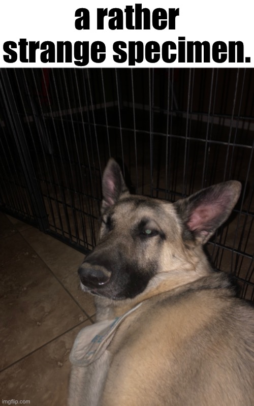 a rather strange specimen. | made w/ Imgflip meme maker