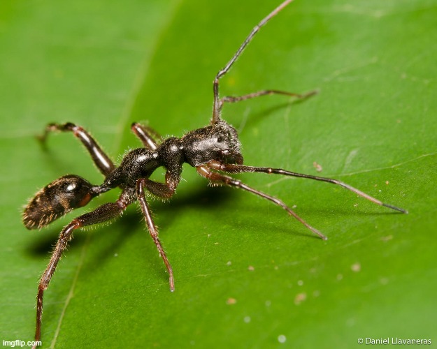ant-mimicking spider | made w/ Imgflip meme maker
