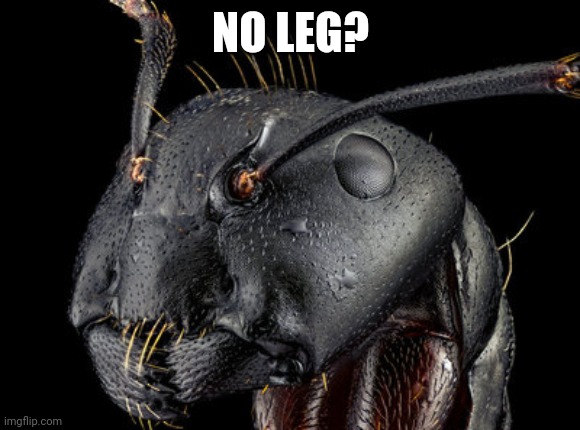 NO LEG? | made w/ Imgflip meme maker