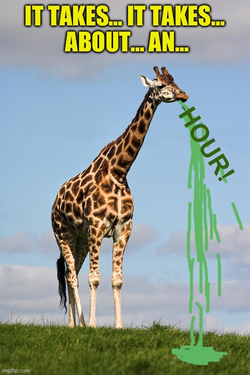 Giraffe | IT TAKES… IT TAKES…
 ABOUT… AN… HOUR! | image tagged in giraffe | made w/ Imgflip meme maker