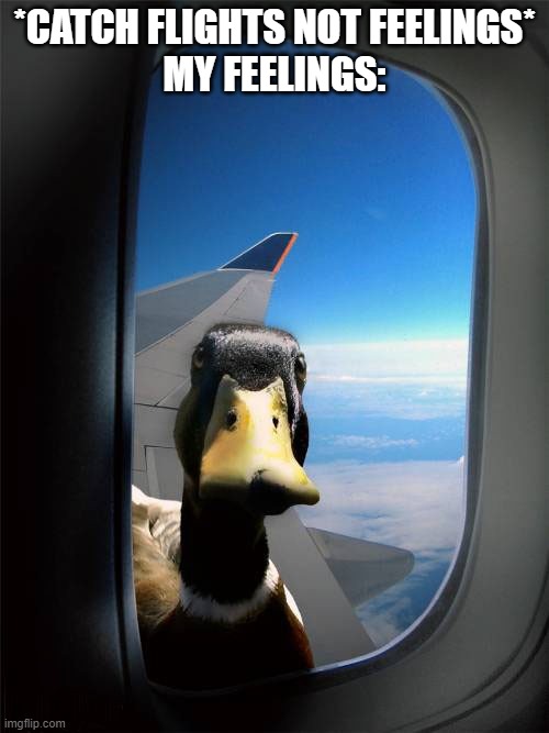 Catch flights not feelings | *CATCH FLIGHTS NOT FEELINGS*

MY FEELINGS: | image tagged in duck plane window,feelings,flight,love | made w/ Imgflip meme maker