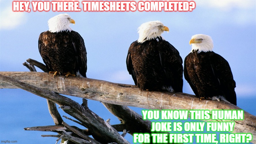Timesheets | HEY, YOU THERE. TIMESHEETS COMPLETED? YOU KNOW THIS HUMAN JOKE IS ONLY FUNNY FOR THE FIRST TIME, RIGHT? | image tagged in eagles | made w/ Imgflip meme maker