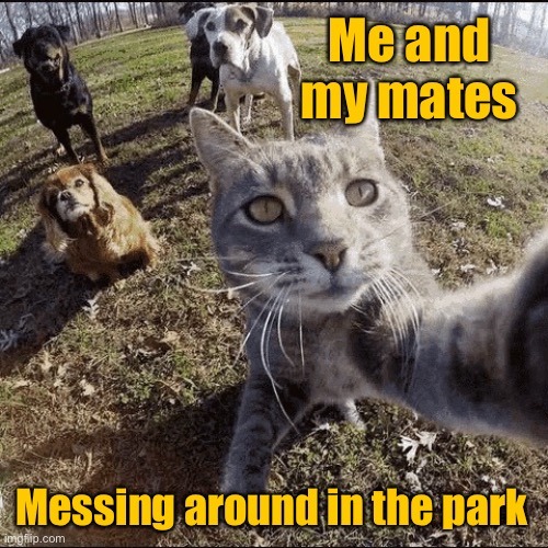 Me and mates | Me and my mates; Messing around in the park | image tagged in selfie,me and my mates,out in park,messing around,i mean messing,dogs and cat | made w/ Imgflip meme maker