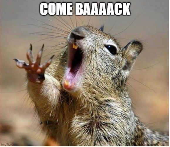 COME_BACK | COME BAAAACK | image tagged in squirrel screaming | made w/ Imgflip meme maker