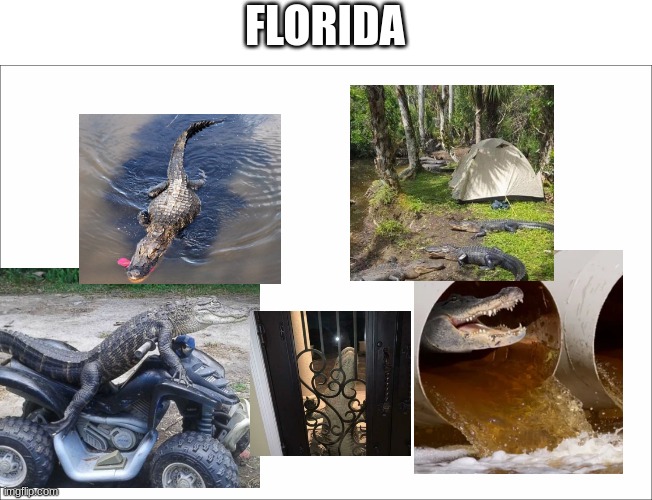 Its Florida | FLORIDA | image tagged in meanwhile in florida,florida,wtf,alligator | made w/ Imgflip meme maker