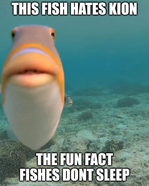 I hate lion king | THIS FISH HATES KION; THE FUN FACT FISHES DONT SLEEP | image tagged in staring fish | made w/ Imgflip meme maker