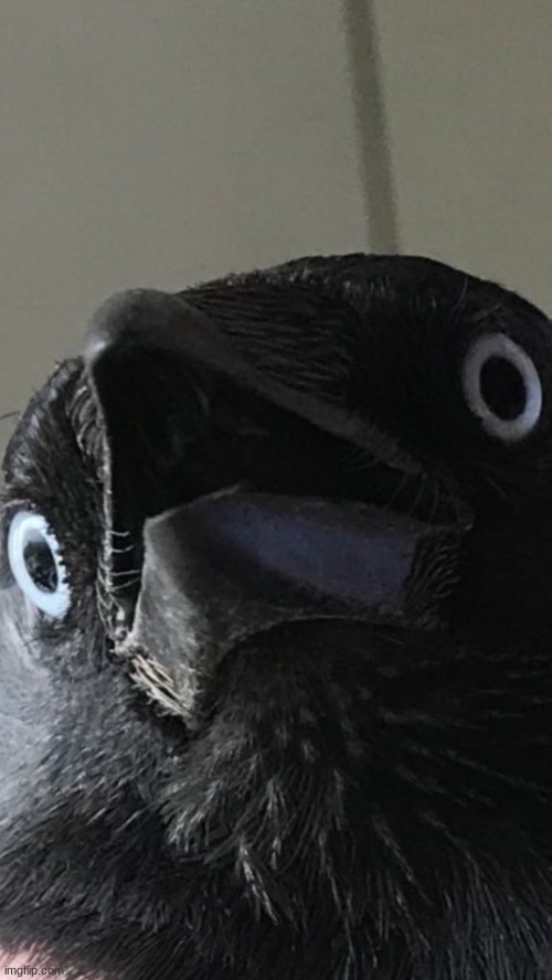GASPING RAVEN | image tagged in gasping raven | made w/ Imgflip meme maker