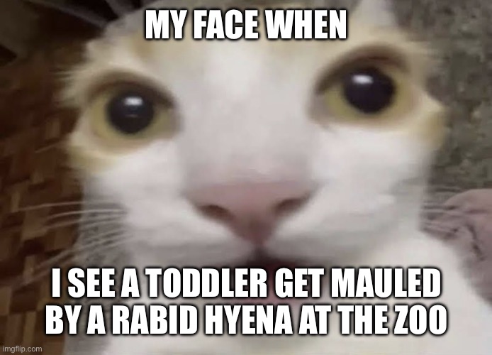 Shocked Gato | MY FACE WHEN; I SEE A TODDLER GET MAULED BY A RABID HYENA AT THE ZOO | image tagged in shocked gato | made w/ Imgflip meme maker
