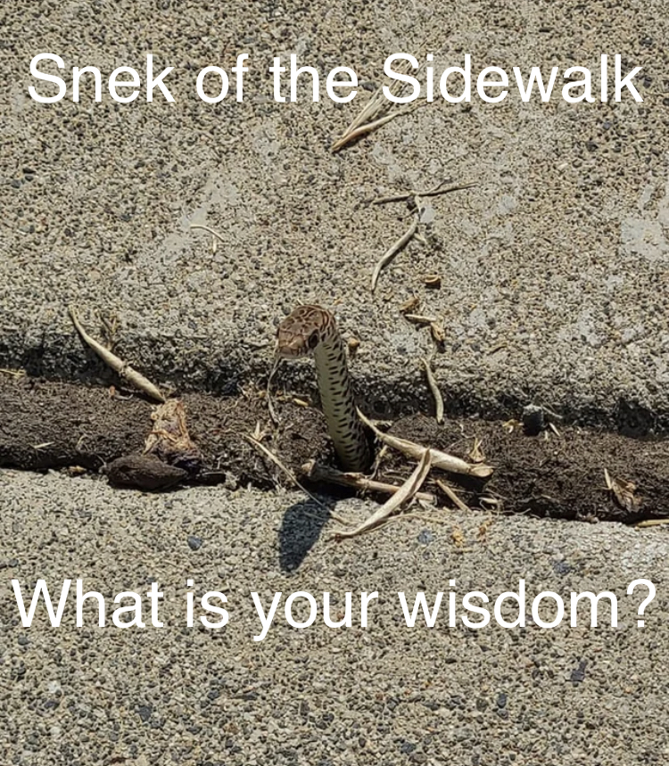 High Quality Snek of the Sidewalk Blank Meme Template