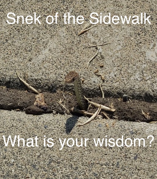 Snek of the Sidewalk Debut! | image tagged in snek of the sidewalk | made w/ Imgflip meme maker