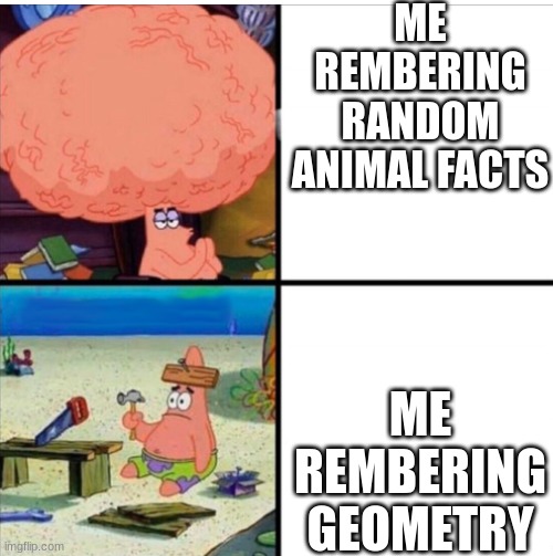 smart and dumb patrick | ME REMBERING RANDOM ANIMAL FACTS; ME REMBERING GEOMETRY | image tagged in smart and dumb patrick | made w/ Imgflip meme maker