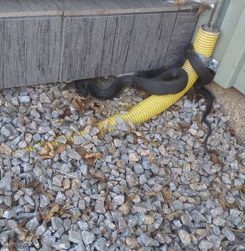 Snek | made w/ Imgflip meme maker