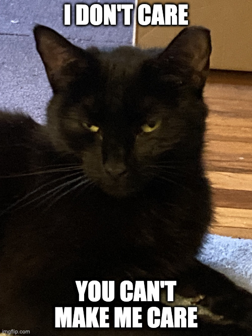 Unimpressed Cat | I DON'T CARE; YOU CAN'T MAKE ME CARE | image tagged in unimpressed cat | made w/ Imgflip meme maker