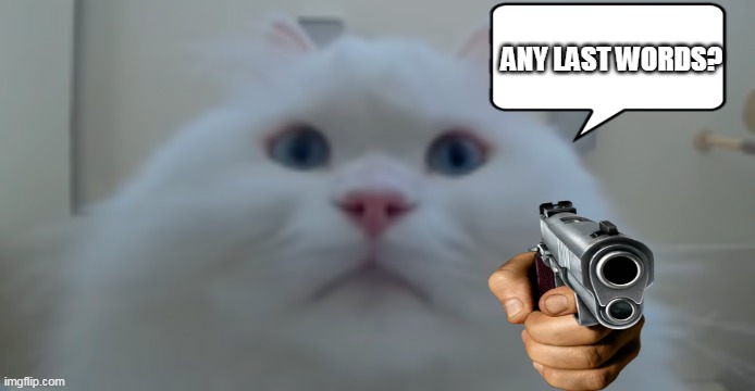 Get shot by cat | ANY LAST WORDS? | image tagged in cat,gun,died | made w/ Imgflip meme maker