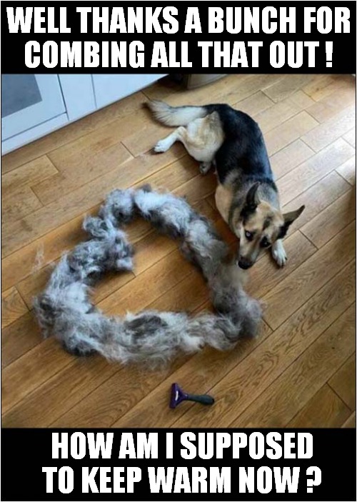 Owners Should Have Thought It Through ! | WELL THANKS A BUNCH FOR
COMBING ALL THAT OUT ! HOW AM I SUPPOSED TO KEEP WARM NOW ? | image tagged in dogs,german shepherd,shedding,cold | made w/ Imgflip meme maker