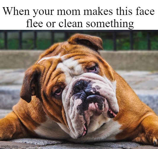 Mom | When your mom makes this face
 flee or clean something | image tagged in mothers day,pets,dogs | made w/ Imgflip meme maker