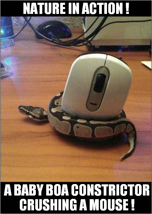 An Odd Documentary | NATURE IN ACTION ! A BABY BOA CONSTRICTOR CRUSHING A MOUSE ! | image tagged in nature,snakes,mouse | made w/ Imgflip meme maker