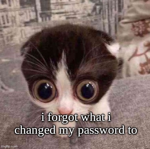 (IIYW note: L) | i forgot what i changed my password to | image tagged in cat | made w/ Imgflip meme maker
