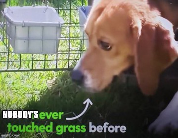 He's never touched grass before | NOBODY'S | image tagged in he's never touched grass before | made w/ Imgflip meme maker
