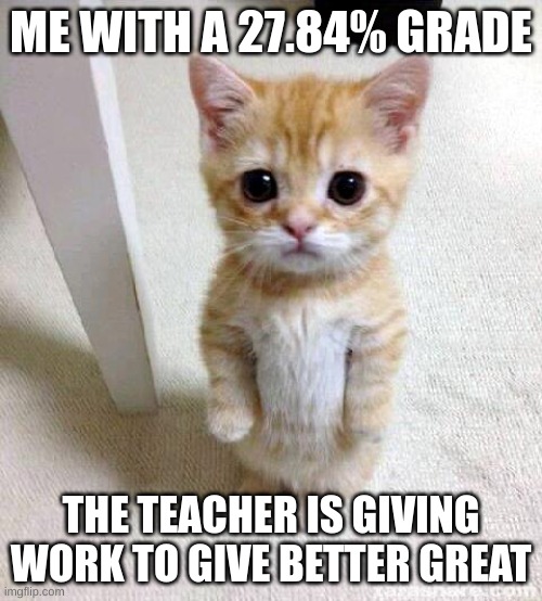 Cute Cat Meme | ME WITH A 27.84% GRADE; THE TEACHER IS GIVING WORK TO GIVE BETTER GREAT | image tagged in memes,cute cat | made w/ Imgflip meme maker