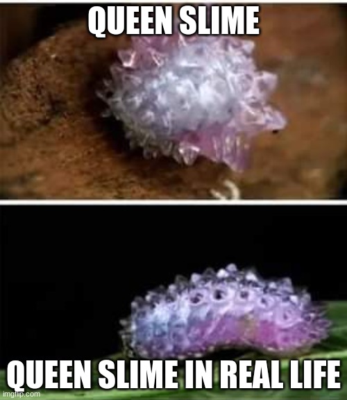 Guys it is Queen Slime in real life | QUEEN SLIME; QUEEN SLIME IN REAL LIFE | image tagged in terraria,catapiller,queen slime,slime | made w/ Imgflip meme maker