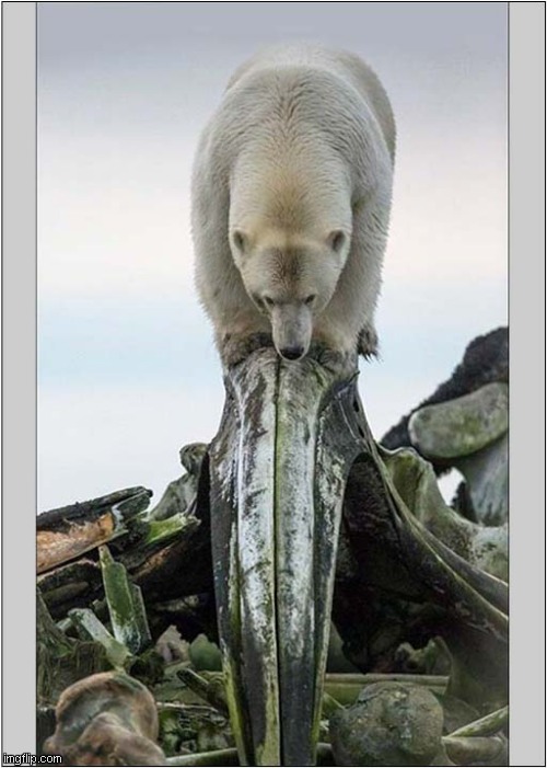 A Polar Bear Balancing On A Whale Skull | image tagged in polar bear,whale,skull | made w/ Imgflip meme maker