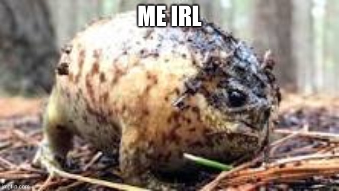 Inflated frog | ME IRL | image tagged in inflated frog | made w/ Imgflip meme maker