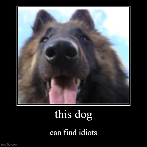 this dog | can find idiots | image tagged in funny,demotivationals | made w/ Imgflip demotivational maker