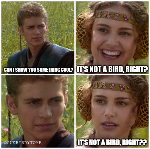It's not a bird, right?? | CAN I SHOW YOU SOMETHING COOL? IT'S NOT A BIRD, RIGHT? IT'S NOT A BIRD, RIGHT?? @AUKBIRDYTOME | image tagged in i m going to change the world for the better right star wars,birds,bird,anakin padme 4 panel,anakin skywalker,anakin | made w/ Imgflip meme maker