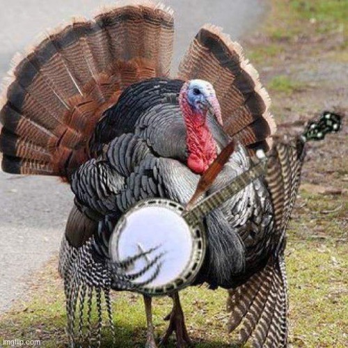 Banjo turkey | image tagged in banjo turkey | made w/ Imgflip meme maker